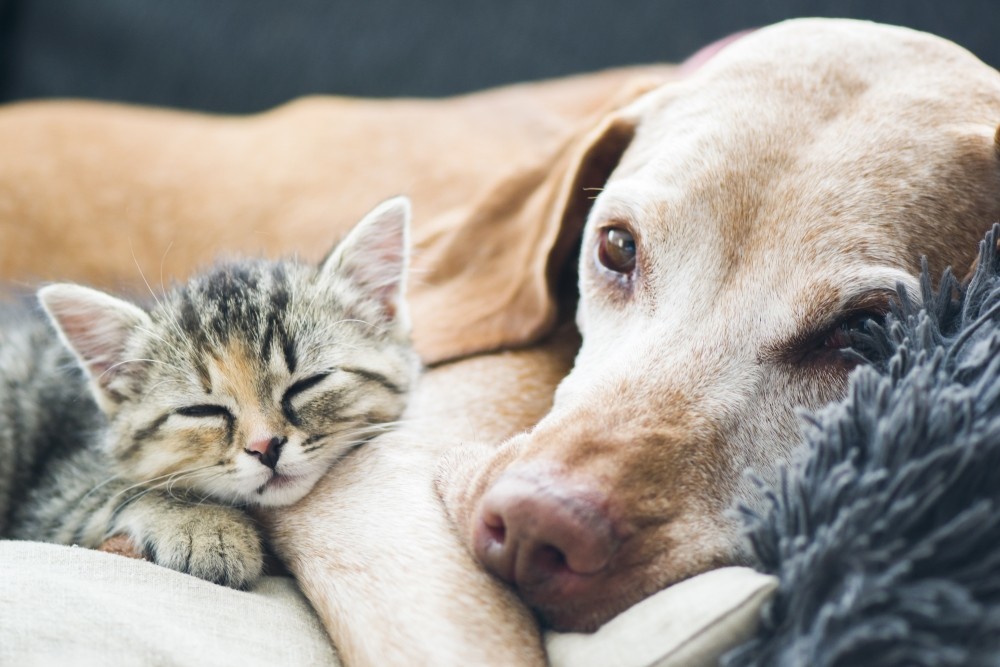 Чем можно заразиться от домашних животных?