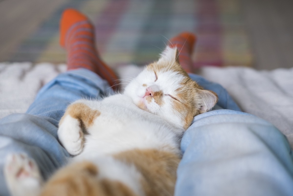 Фелинотерапия. Что и как лечат коты?