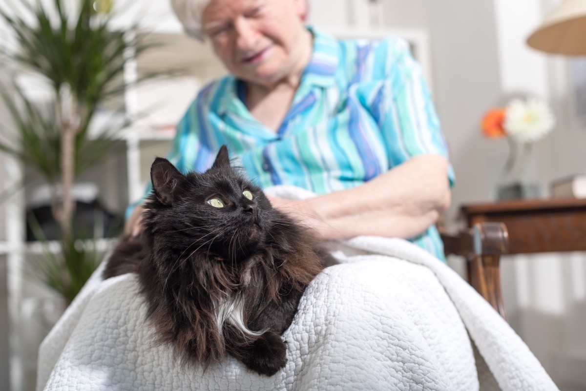 Фелинотерапия. Что и как лечат коты?